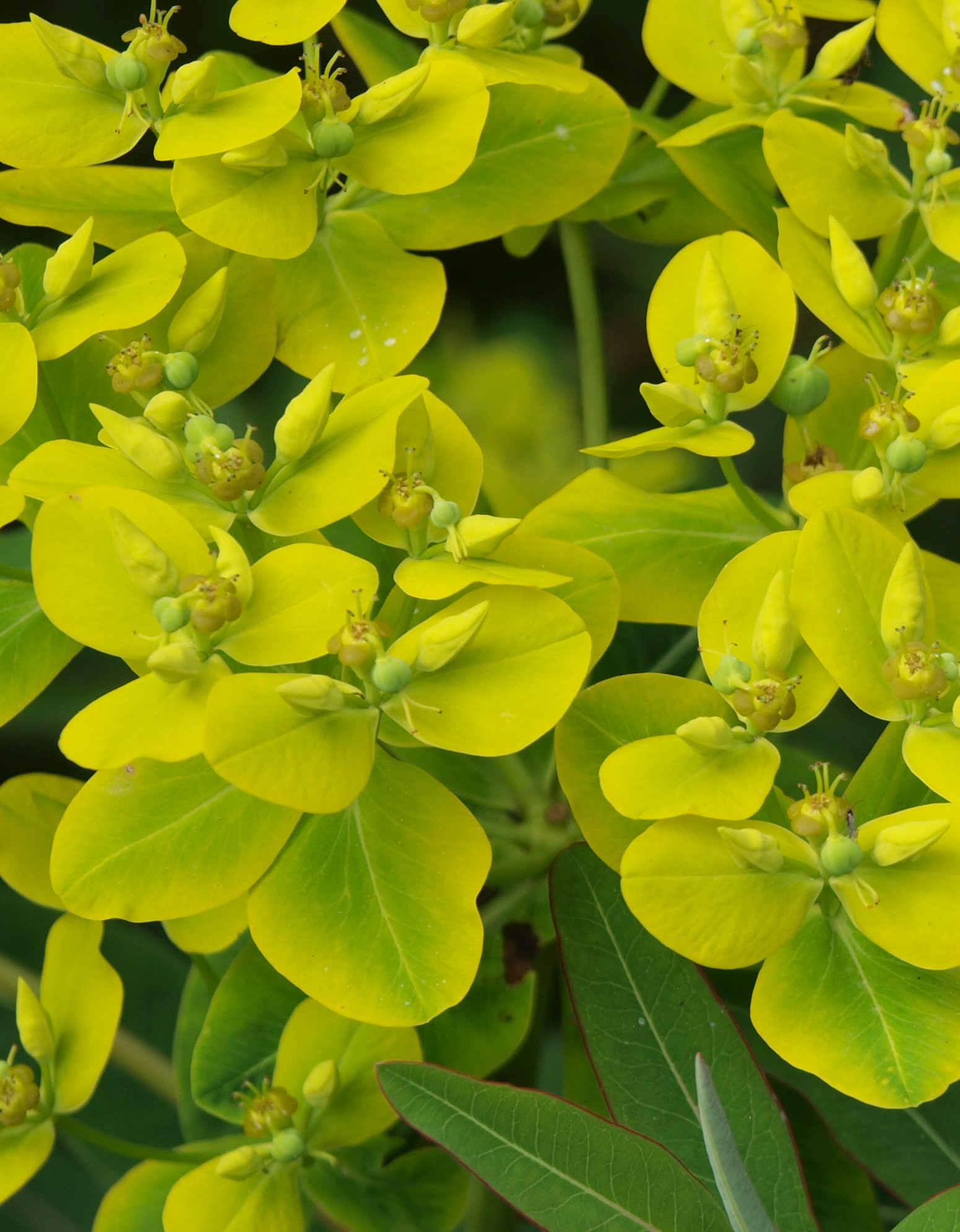 On-Line - Euphorbias - Probably the best garden plants in the world!