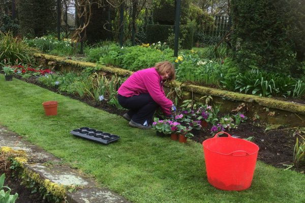 Planting at Chenies