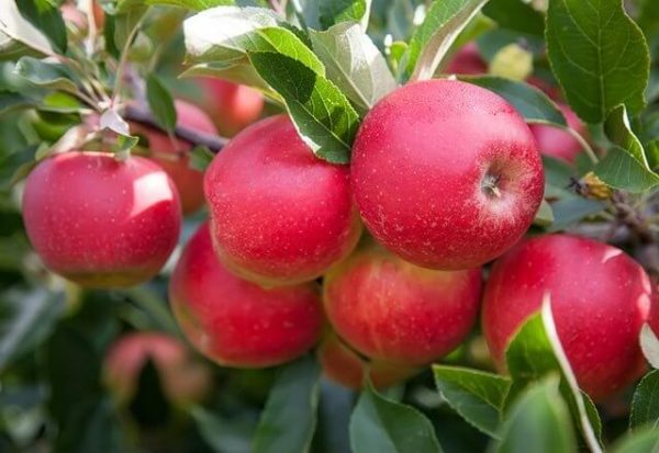 Gloucestershire - Orchard Pruning Day