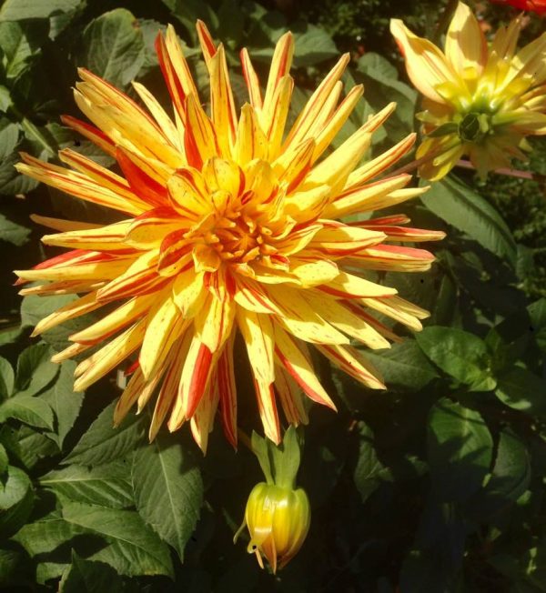 Warwickshire - Propagating Dahlias