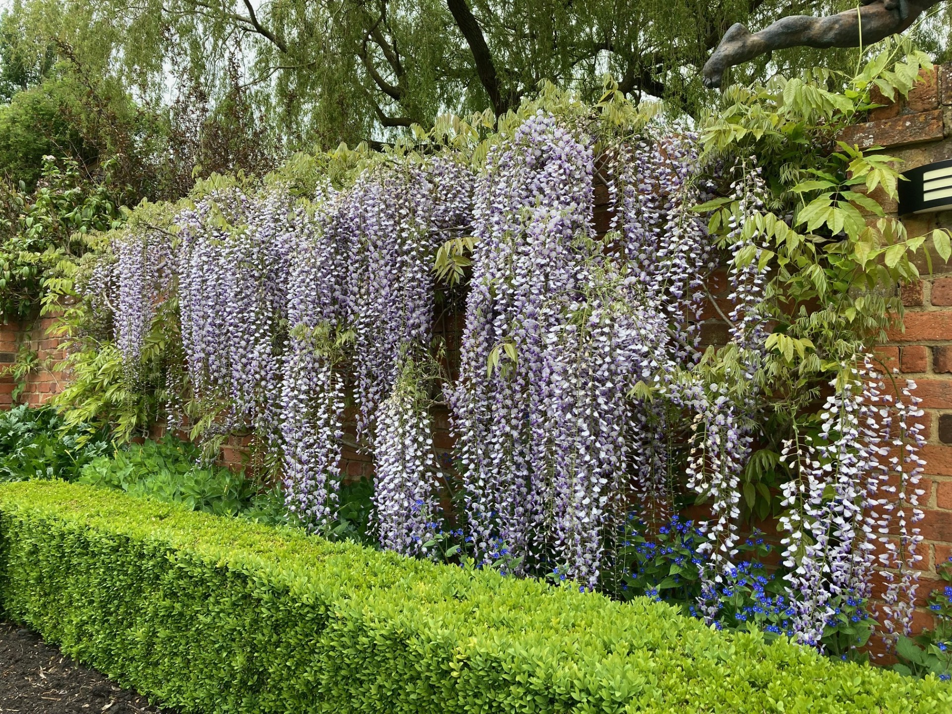 Essex - Wisteria Pruning - Skills Day