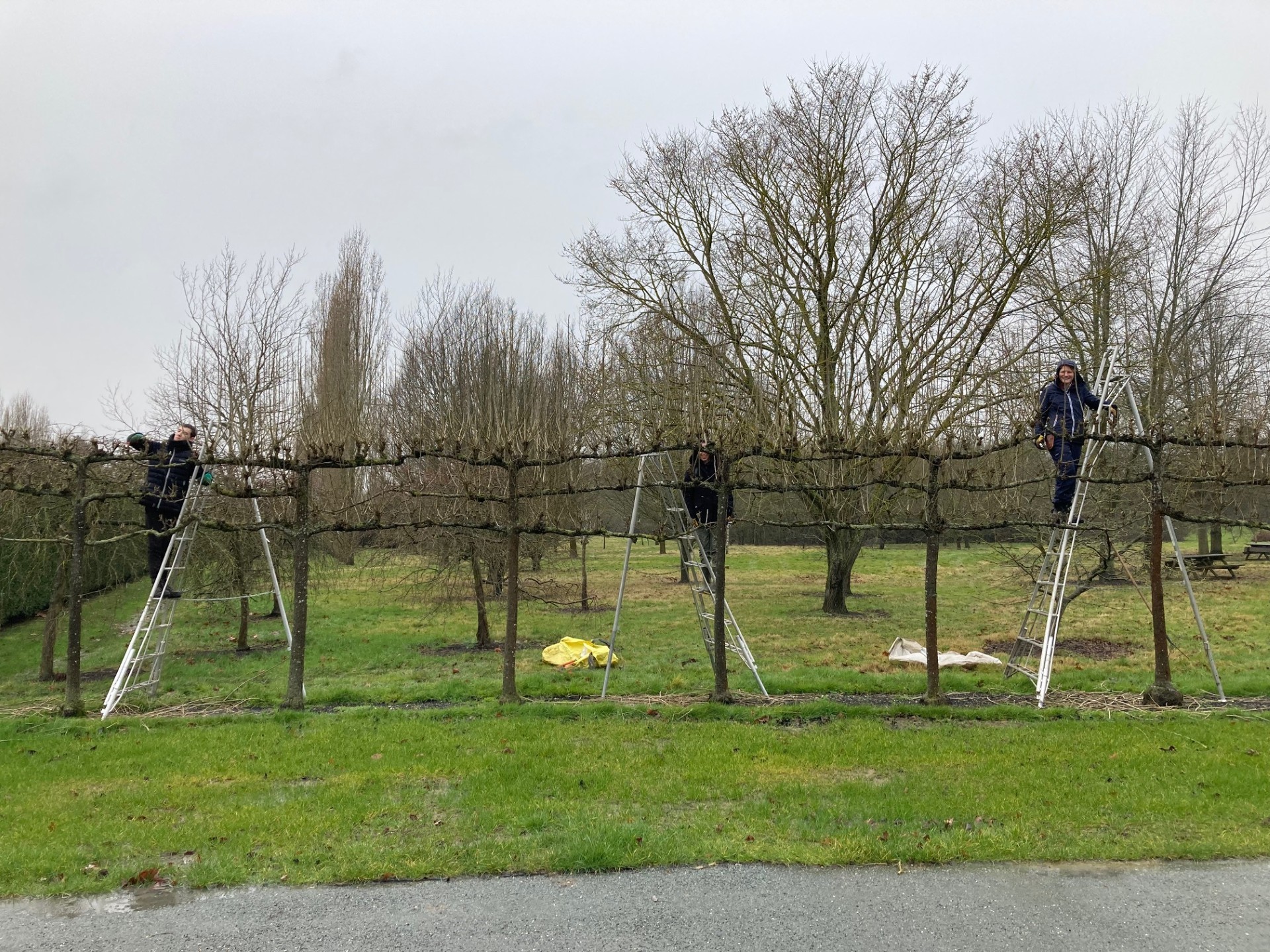 Essex - Pleached Hedge Pruning - Skills Day