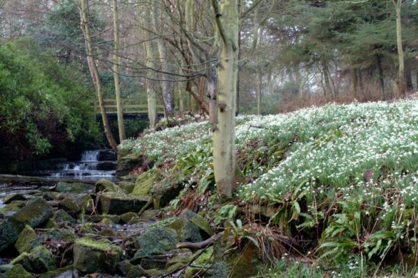 Scotland - Behind the Scenes, Insights at Cambo's Snowdrops