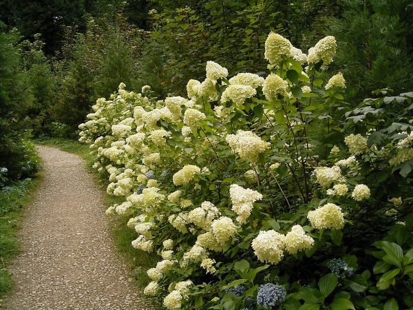 Menai Bridge - Hydrangea pruning and propagation